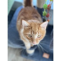 adopt-pet