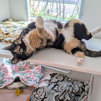 adopt-pet
