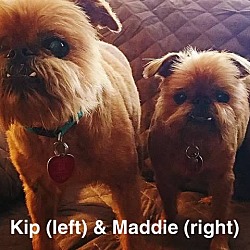 Thumbnail photo of MADDIE & KIP-Adopted #4