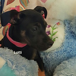 Photo of Lotti