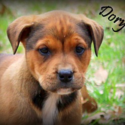 Thumbnail photo of Dory~adopted! #1