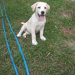 Photo of Gus- adoption pending