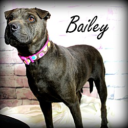 Thumbnail photo of Bailey~adopted! #3