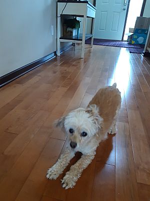 Hugo, MN - Cockapoo. Meet Peanut a Pet for Adoption - AdoptaPet.com