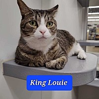 Photo of King Louie