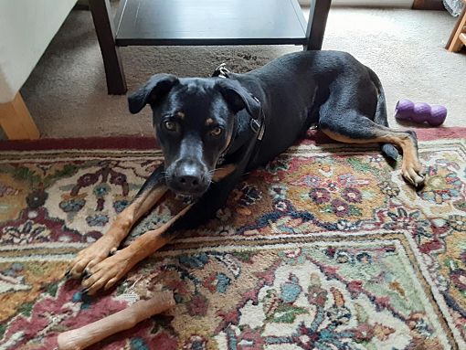 Salisbury, NC - Rhodesian Ridgeback/Akita. Meet Duke a Pet for Adoption