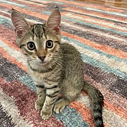 Photo of Archer