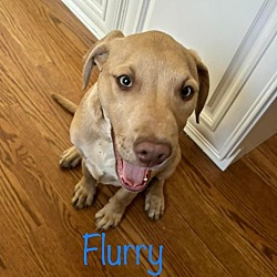Photo of Flurry