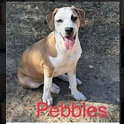 Thumbnail photo of Pebbles #3