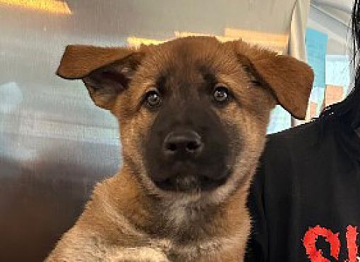 Agua Dulce, CA - Belgian Malinois/Akita. Meet Galactus a Pet for