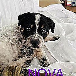 Thumbnail photo of Nova #2