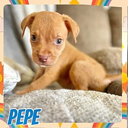 Thumbnail photo of Pepe #4