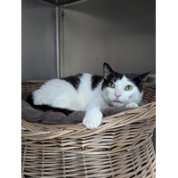 adopt-pet