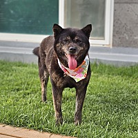adopt-pet