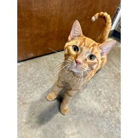 adopt-pet