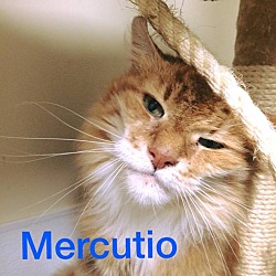 Photo of Mercutio