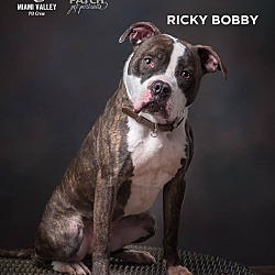 Thumbnail photo of Ricky Bobby #1