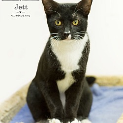 Thumbnail photo of Jett #2