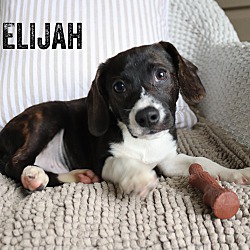 Thumbnail photo of Elijah~Pending Adoption ~ #1