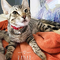 Thumbnail photo of Radar #1
