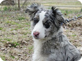 Humboldt Tn Australian Shepherd Meet Stormy A Pet For Adoption