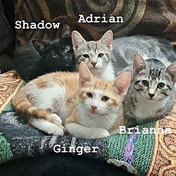 Thumbnail photo of Shadow,Ginger,Adrian , Brianna #1