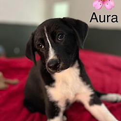 Thumbnail photo of Aura #2