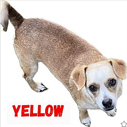 Photo of Yellow