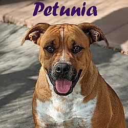 Photo of Petunia