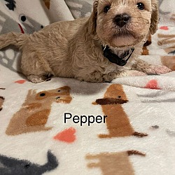 Thumbnail photo of Pepper #3