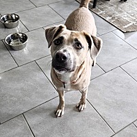 adopt a pet