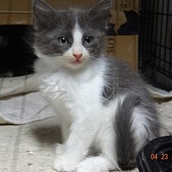 Thumbnail photo of Gray White Kitty 1 #1