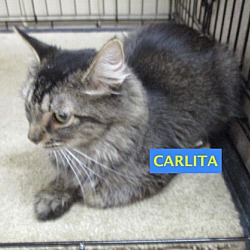 Thumbnail photo of Carlita-adopted 8-4-18 #2
