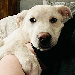 Photo of Pepper puppies Jalapeno**Foster Home**