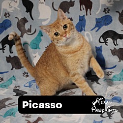 Thumbnail photo of Picasso #1