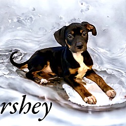 Thumbnail photo of Hershey #3