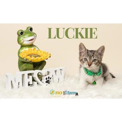 Thumbnail photo of Luckie #1
