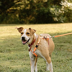 Thumbnail photo of Sailor (Foster-to-Adopt) #4