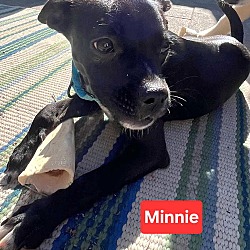 Thumbnail photo of Minnie - Mini cutie! #3