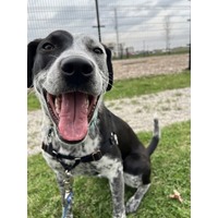 adopt-pet