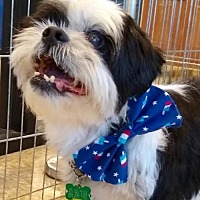 dfw shih tzu rescue