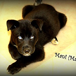 Thumbnail photo of Mani~adopted! #2
