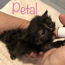 Thumbnail photo of Petal #3