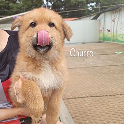 Thumbnail photo of Churro #1