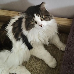 Merrifield, VA - Norwegian Forest Cat. Meet Buska BARCS a Pet for ...