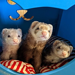 Photo of Guppy and Bean and Olive