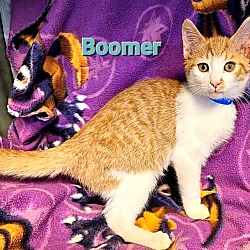 Thumbnail photo of Boomer #2