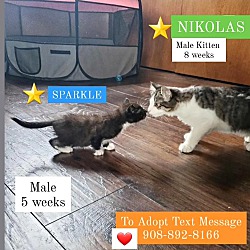 Photo of SPARKLE and NIKOLAS