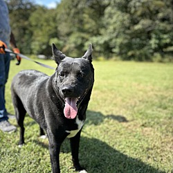 Photo of Haven (Foster-To-Adopt)