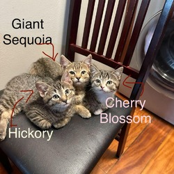 Thumbnail photo of Magnolia's Kitten: Hickory 16278 #3